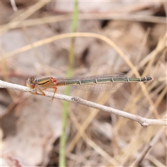 Xanthagrion erythroneurum (Red & Blue Damsel) at Gundaroo, NSW - 25 Jan 2025 by ConBoekel