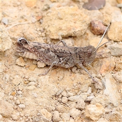 Austroicetes sp. (genus) (A grasshopper) at Gundaroo, NSW - 26 Jan 2025 by ConBoekel