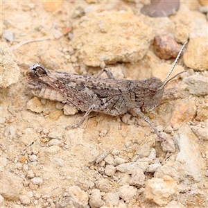 Austroicetes sp. (genus) at Gundaroo, NSW - 26 Jan 2025 10:39 AM