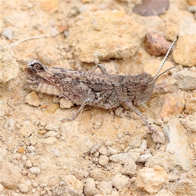 Austroicetes sp. (genus) (A grasshopper) at Gundaroo, NSW - 26 Jan 2025 by ConBoekel