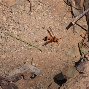 Delta bicinctum (Potter wasp) at Chiltern, VIC by DavidDedenczuk