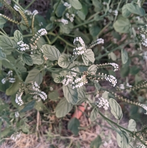 Heliotropium europaeum (Common Heliotrope, Potato Weed) at Scullin, ACT by MattM