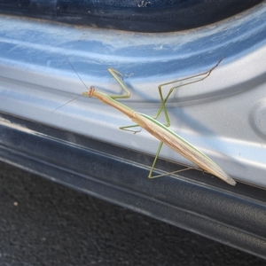 Tenodera australasiae at Albury, NSW - 19 Jan 2025 07:34 AM