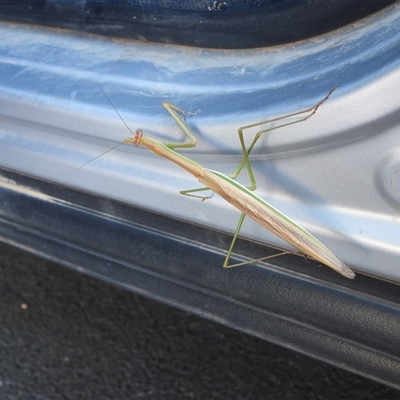 Tenodera australasiae (Purple-winged mantid) at Albury, NSW - 19 Jan 2025 by DavidDedenczuk