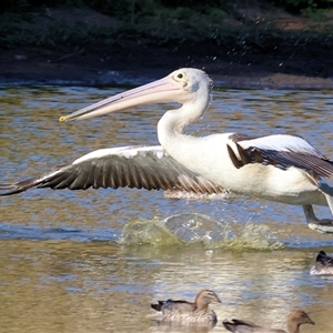 Pelecanus conspicillatus (Australian Pelican) at Wodonga, VIC by KylieWaldon