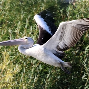 Pelecanus conspicillatus at Wodonga, VIC - 26 Jan 2025 07:16 AM