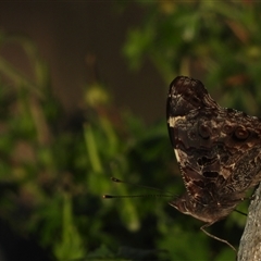 Vanessa itea (Yellow Admiral) at Banks, ACT - 24 Jan 2025 by DavidDedenczuk