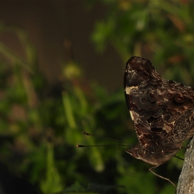 Vanessa itea (Yellow Admiral) at Banks, ACT - 24 Jan 2025 by DavidDedenczuk