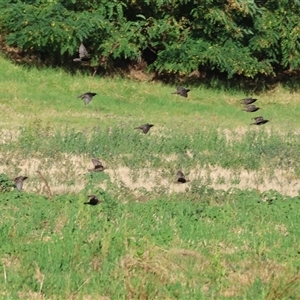 Sturnus vulgaris at Wodonga, VIC - 26 Jan 2025 07:16 AM