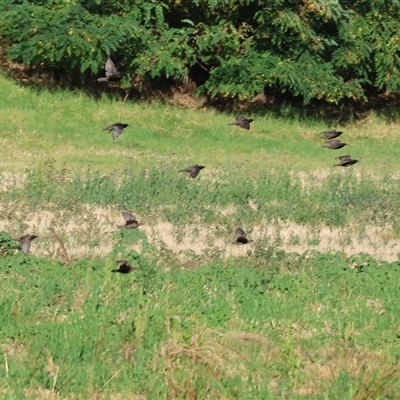 Sturnus vulgaris (Common Starling) at Wodonga, VIC - 26 Jan 2025 by KylieWaldon