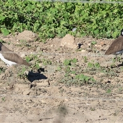 Vanellus miles (Masked Lapwing) at Wodonga, VIC - 26 Jan 2025 by KylieWaldon