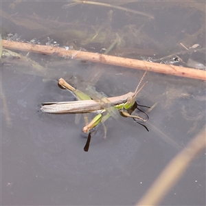 Unidentified Grasshopper, Cricket or Katydid (Orthoptera) at Gundaroo, NSW by ConBoekel