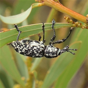 Chrysolopus spectabilis (Botany Bay Weevil) at Gundaroo, NSW by ConBoekel