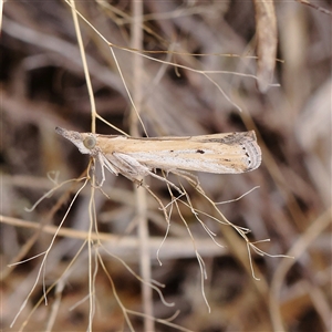 Unidentified Moth (Lepidoptera) at Gundaroo, NSW by ConBoekel