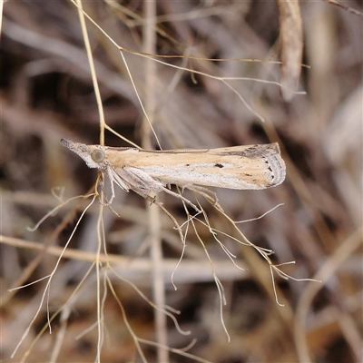 Unidentified Moth (Lepidoptera) at Gundaroo, NSW - 26 Jan 2025 by ConBoekel