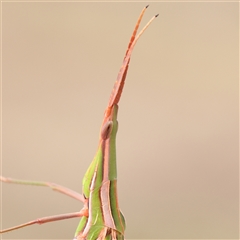 Acrida conica (Giant green slantface) at Gundaroo, NSW - 26 Jan 2025 by ConBoekel