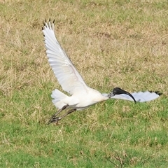 Threskiornis molucca at Wodonga, VIC - 25 Jan 2025 by KylieWaldon