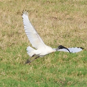 Threskiornis molucca (Australian White Ibis) at Wodonga, VIC by KylieWaldon