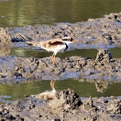 Charadrius melanops (Black-fronted Dotterel) at Wodonga, VIC - 26 Jan 2025 by KylieWaldon