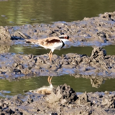 Charadrius melanops at Wodonga, VIC - 25 Jan 2025 by KylieWaldon