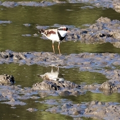 Charadrius melanops at Wodonga, VIC - 26 Jan 2025 07:20 AM