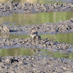 Charadrius melanops at Wodonga, VIC - 26 Jan 2025 07:20 AM