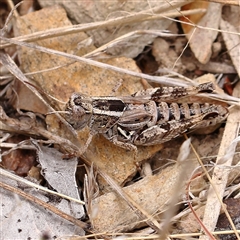 Brachyexarna lobipennis (Stripewinged meadow grasshopper) at Gundaroo, NSW - 26 Jan 2025 by ConBoekel