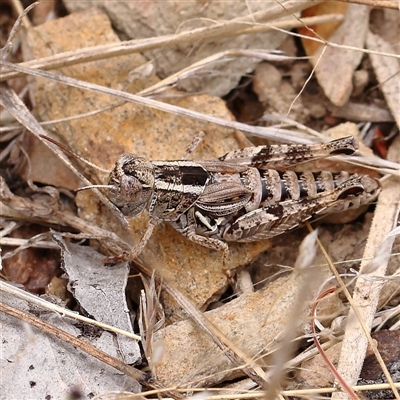 Brachyexarna lobipennis (Stripewinged meadow grasshopper) at Gundaroo, NSW - 26 Jan 2025 by ConBoekel