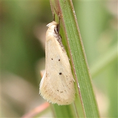 Unidentified Moth (Lepidoptera) at Gundaroo, NSW - 26 Jan 2025 by ConBoekel