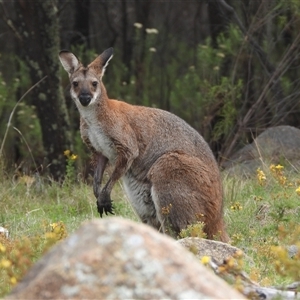 Notamacropus rufogriseus (Red-necked Wallaby) at Denman Prospect, ACT by DavidDedenczuk