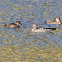 Anas gracilis (Grey Teal) at Wodonga, VIC - 26 Jan 2025 by KylieWaldon