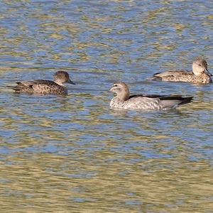 Anas gracilis (Grey Teal) at Wodonga, VIC by KylieWaldon