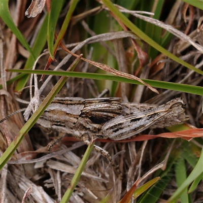 Unidentified Grasshopper (several families) at Gundaroo, NSW - 26 Jan 2025 by ConBoekel