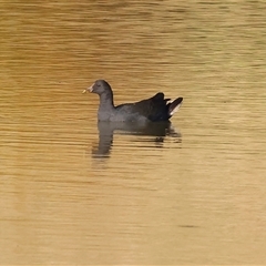 Gallinula tenebrosa at Wodonga, VIC - 25 Jan 2025 by KylieWaldon