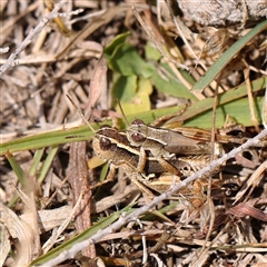 Phaulacridium vittatum (Wingless Grasshopper) at Gundaroo, NSW - 26 Jan 2025 by ConBoekel