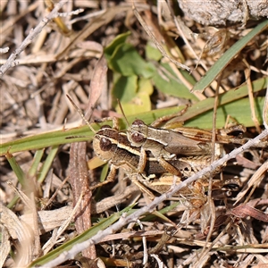 Phaulacridium vittatum at Gundaroo, NSW by ConBoekel