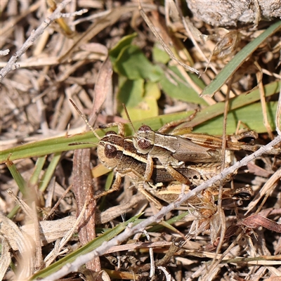 Phaulacridium vittatum at Gundaroo, NSW - 26 Jan 2025 by ConBoekel