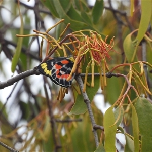 Delias harpalyce at Jerrabomberra, NSW by DavidDedenczuk