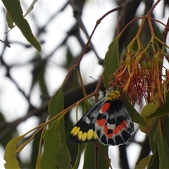 Delias harpalyce at Jerrabomberra, NSW - 26 Jan 2025 09:47 AM