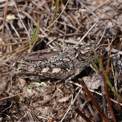 Unidentified Grasshopper, Cricket or Katydid (Orthoptera) at Gundaroo, NSW - 26 Jan 2025 by ConBoekel