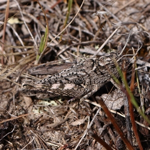 Unidentified Grasshopper, Cricket or Katydid (Orthoptera) at Gundaroo, NSW by ConBoekel