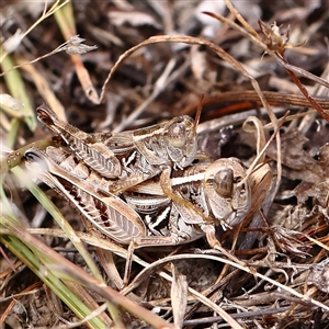 Unidentified Grasshopper, Cricket or Katydid (Orthoptera) at Gundaroo, NSW by ConBoekel