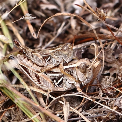 Unidentified Grasshopper, Cricket or Katydid (Orthoptera) at Gundaroo, NSW - 26 Jan 2025 by ConBoekel