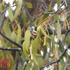 Delias aganippe (Spotted Jezebel) at Jerrabomberra, NSW - 26 Jan 2025 by DavidDedenczuk