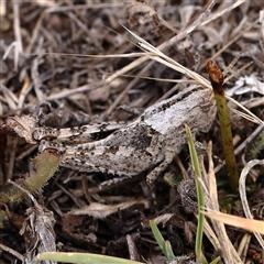 Unidentified Grasshopper (several families) at Gundaroo, NSW - 26 Jan 2025 by ConBoekel