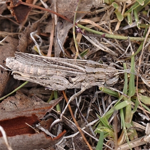 Unidentified Grasshopper (several families) at Gundaroo, NSW by ConBoekel