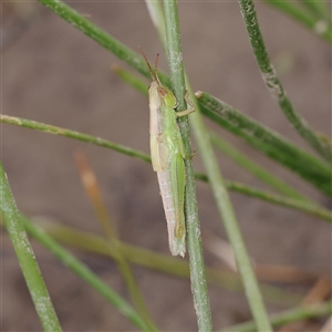 Unidentified Grasshopper (several families) at Gundaroo, NSW by ConBoekel