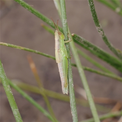 Unidentified Grasshopper (several families) at Gundaroo, NSW - 26 Jan 2025 by ConBoekel