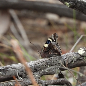 Vanessa itea (Yellow Admiral) at Jerrabomberra, NSW by DavidDedenczuk