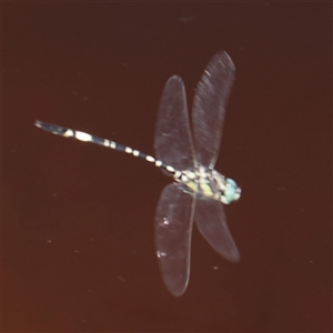 Parasynthemis regina (Royal Tigertail) at Gundaroo, NSW by ConBoekel